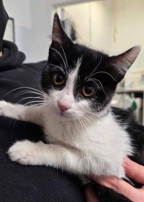 Picture of the Animal Listed