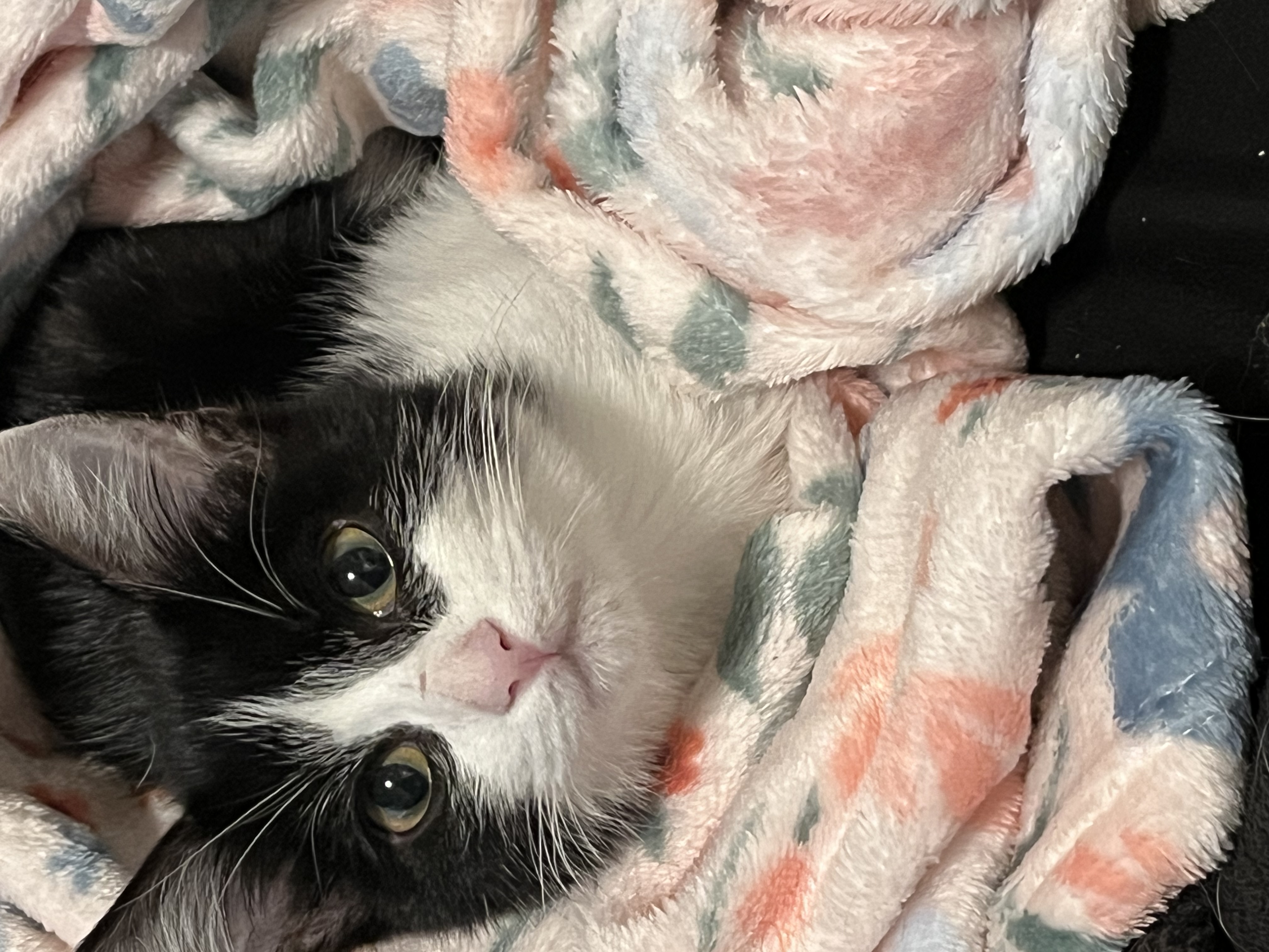 Picture of the Animal Listed