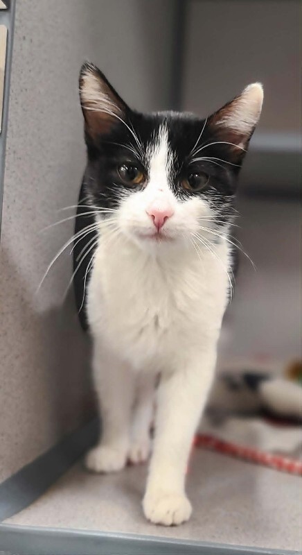 Picture of the Animal Listed