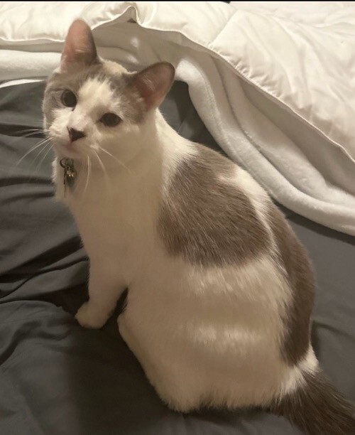 Picture of the Animal Listed