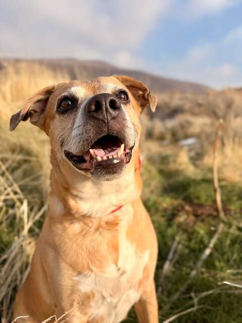 Picture of the Animal Listed