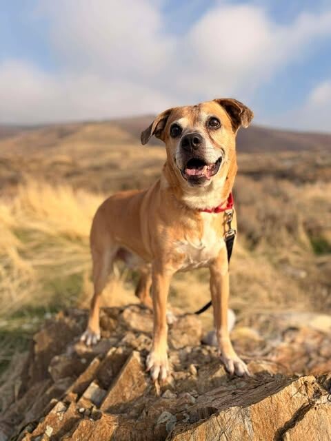 Picture of the Animal Listed