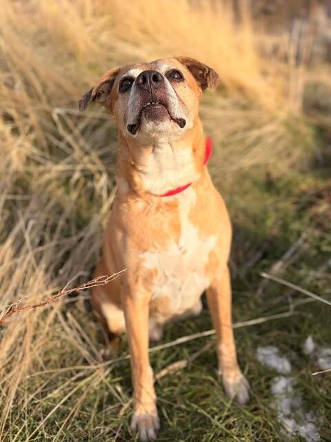 Picture of the Animal Listed