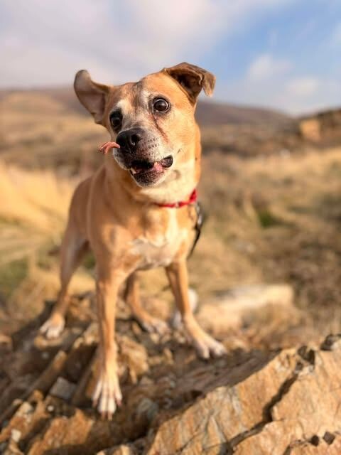 Picture of the Animal Listed