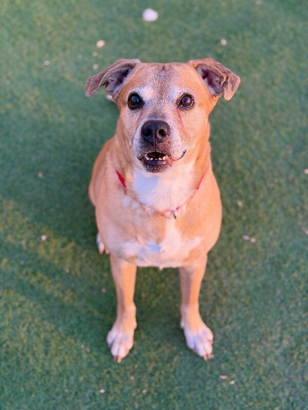 Picture of the Animal Listed