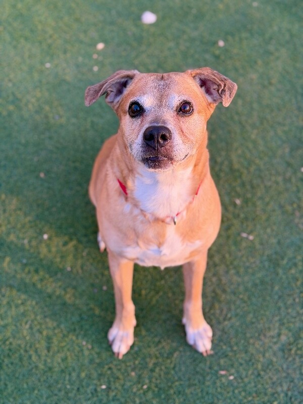 Picture of the Animal Listed