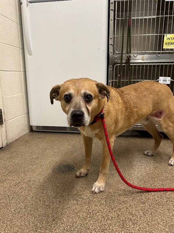 Picture of the Animal Listed