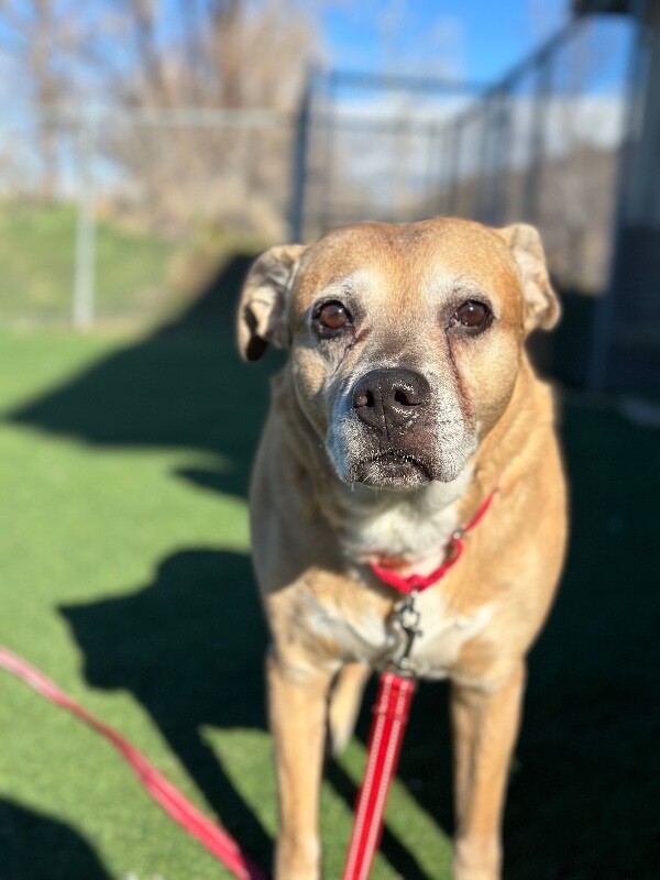 Picture of the Animal Listed