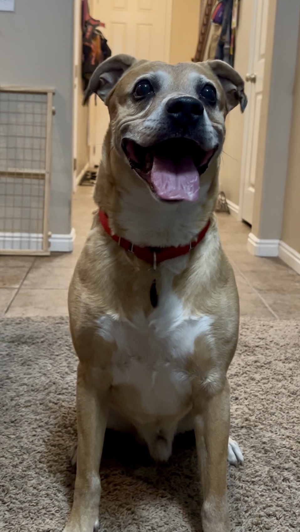 Picture of the Animal Listed