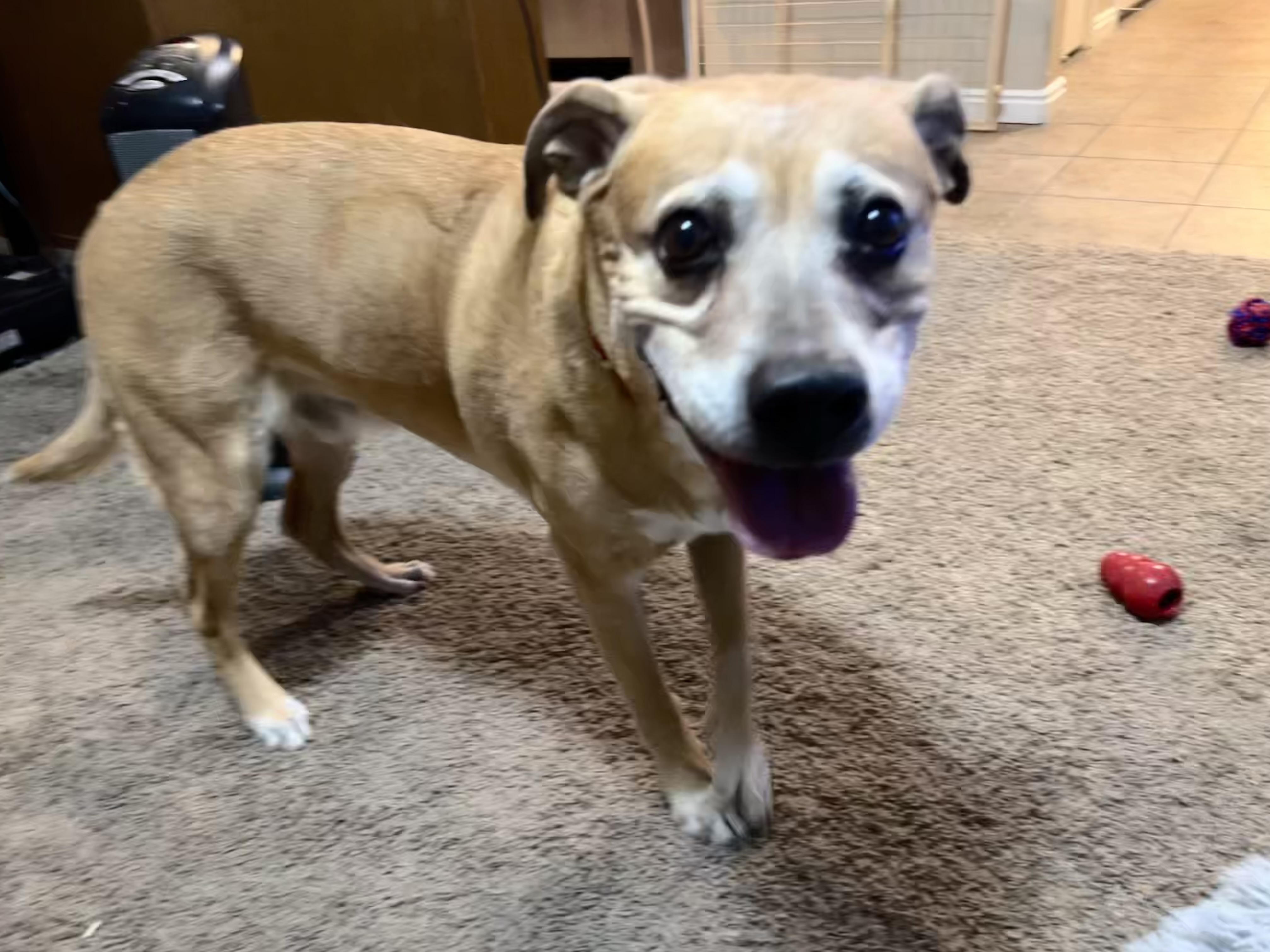 Picture of the Animal Listed