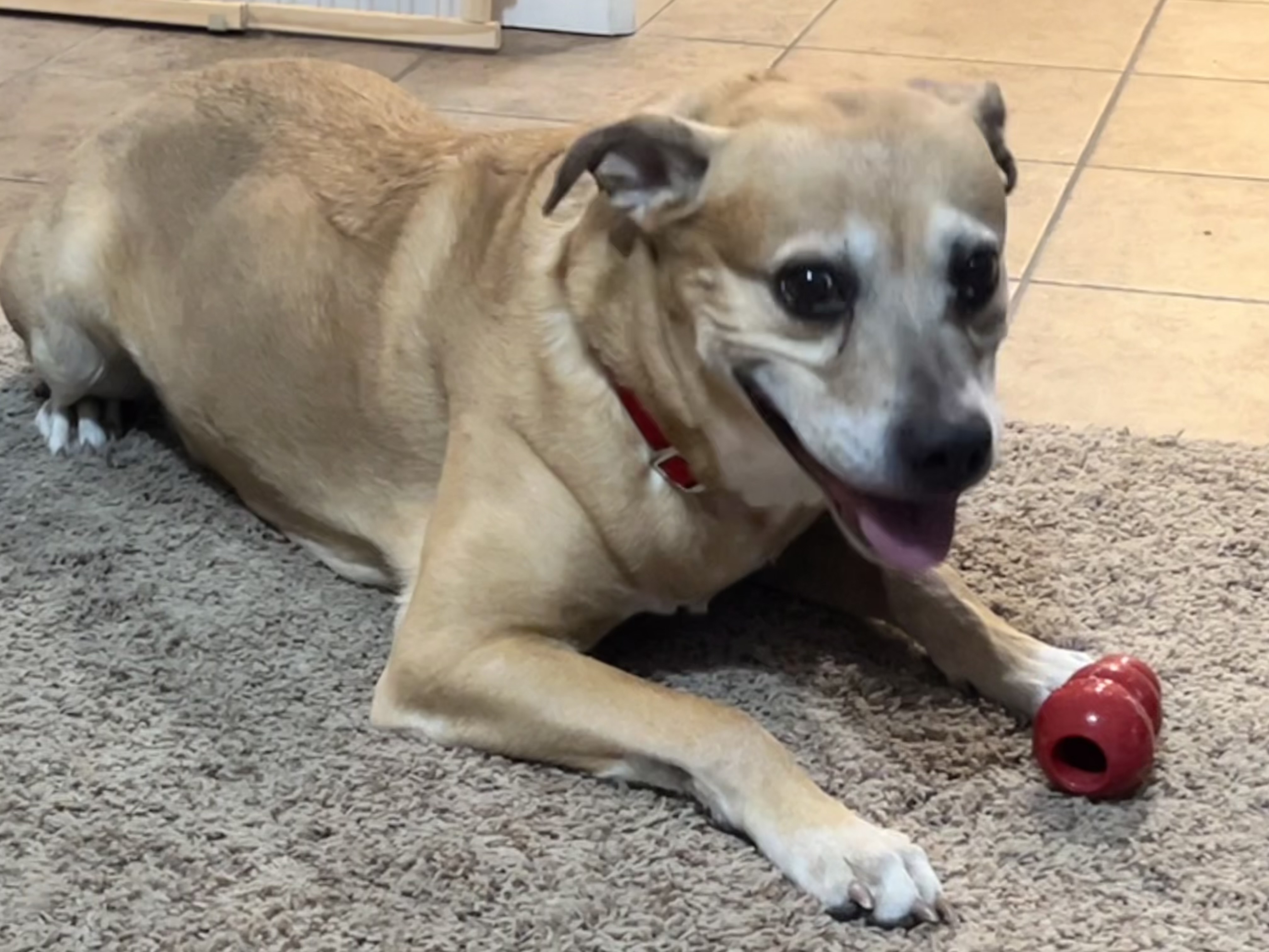 Picture of the Animal Listed