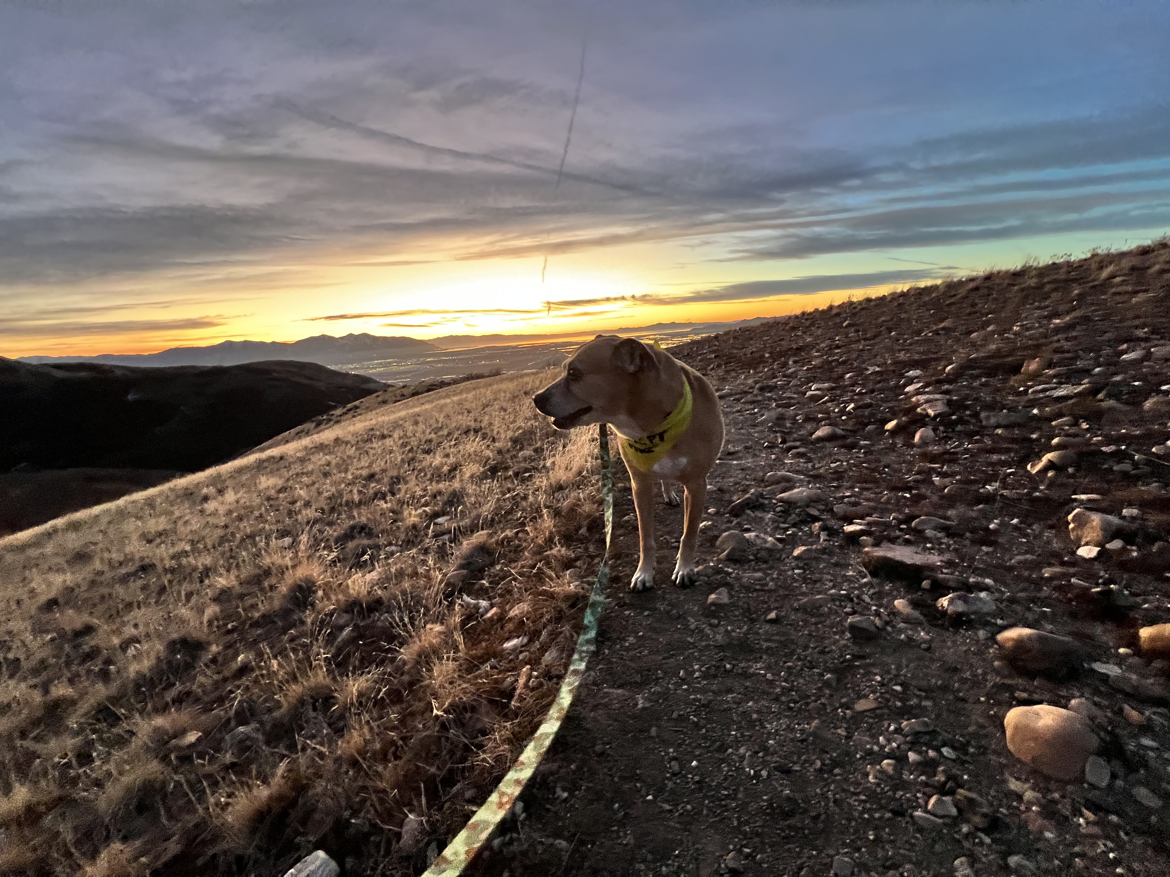 Picture of the Animal Listed