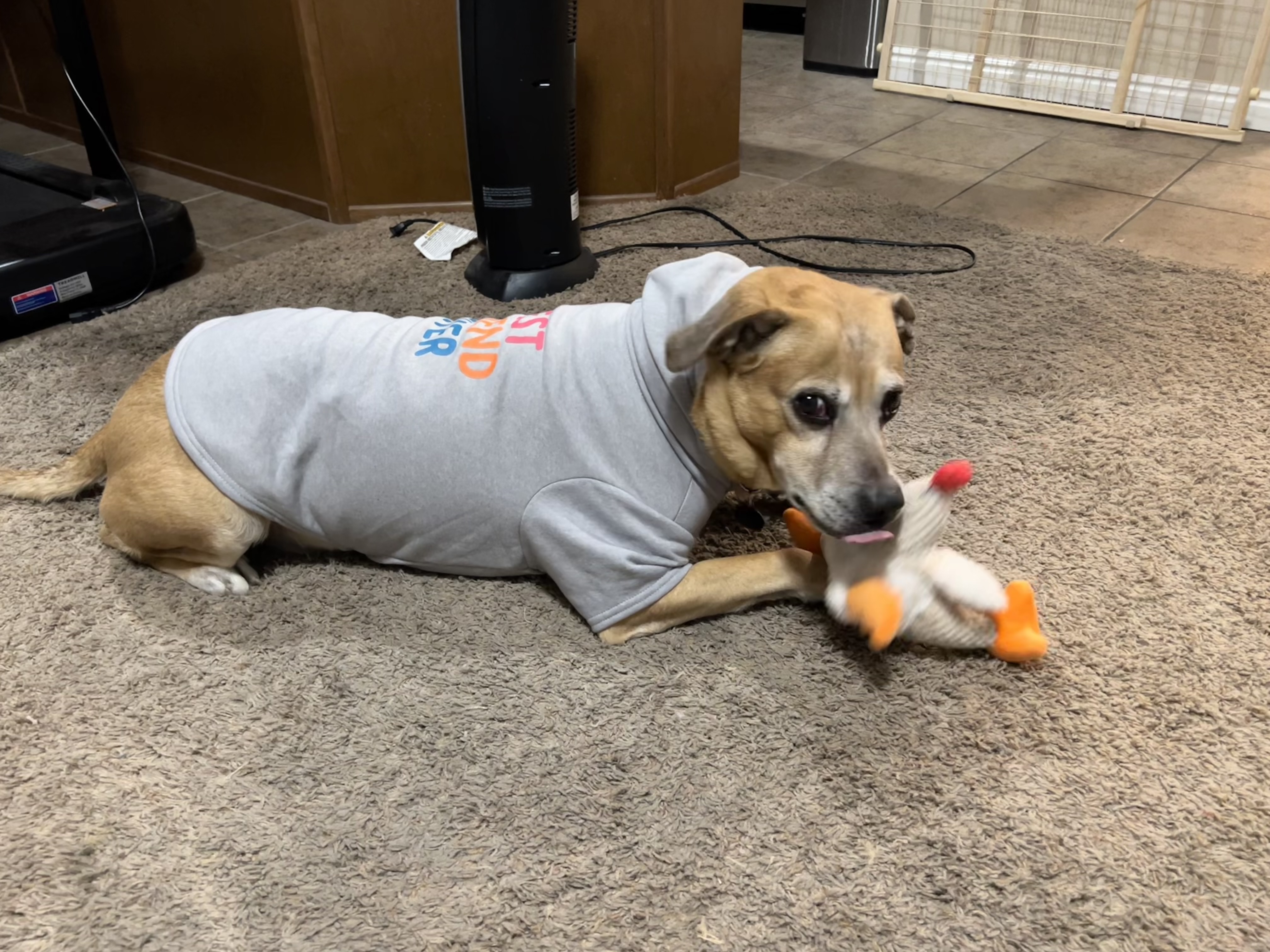 Picture of the Animal Listed