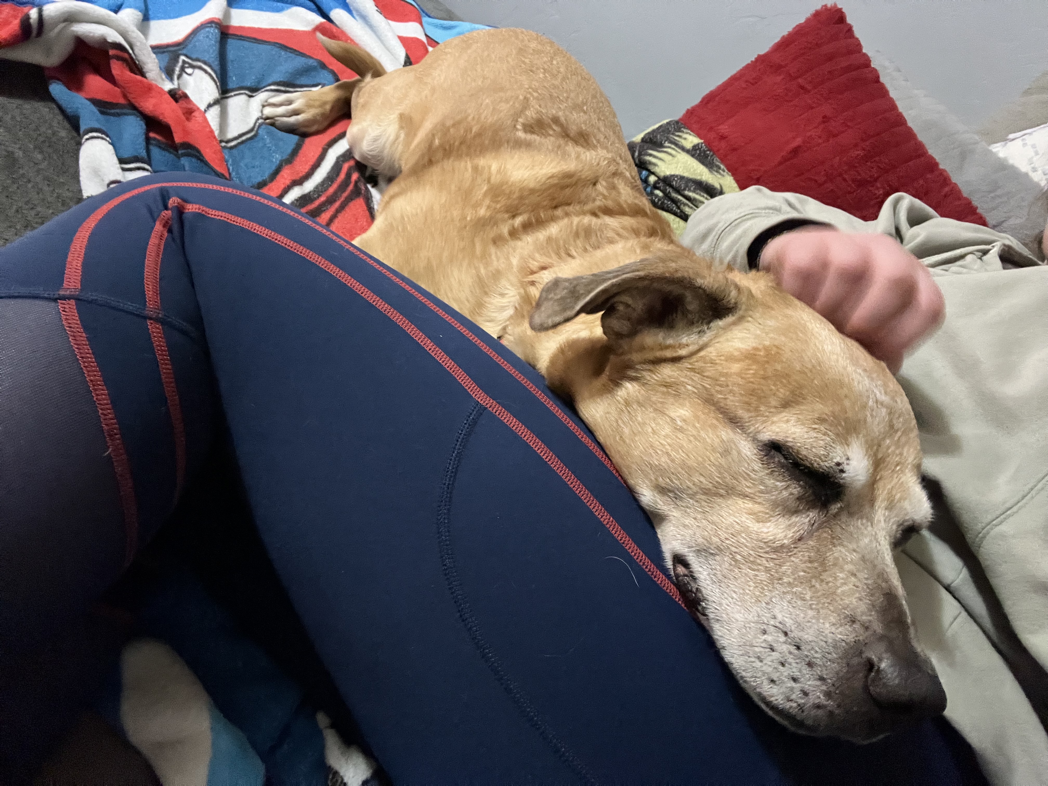 Picture of the Animal Listed