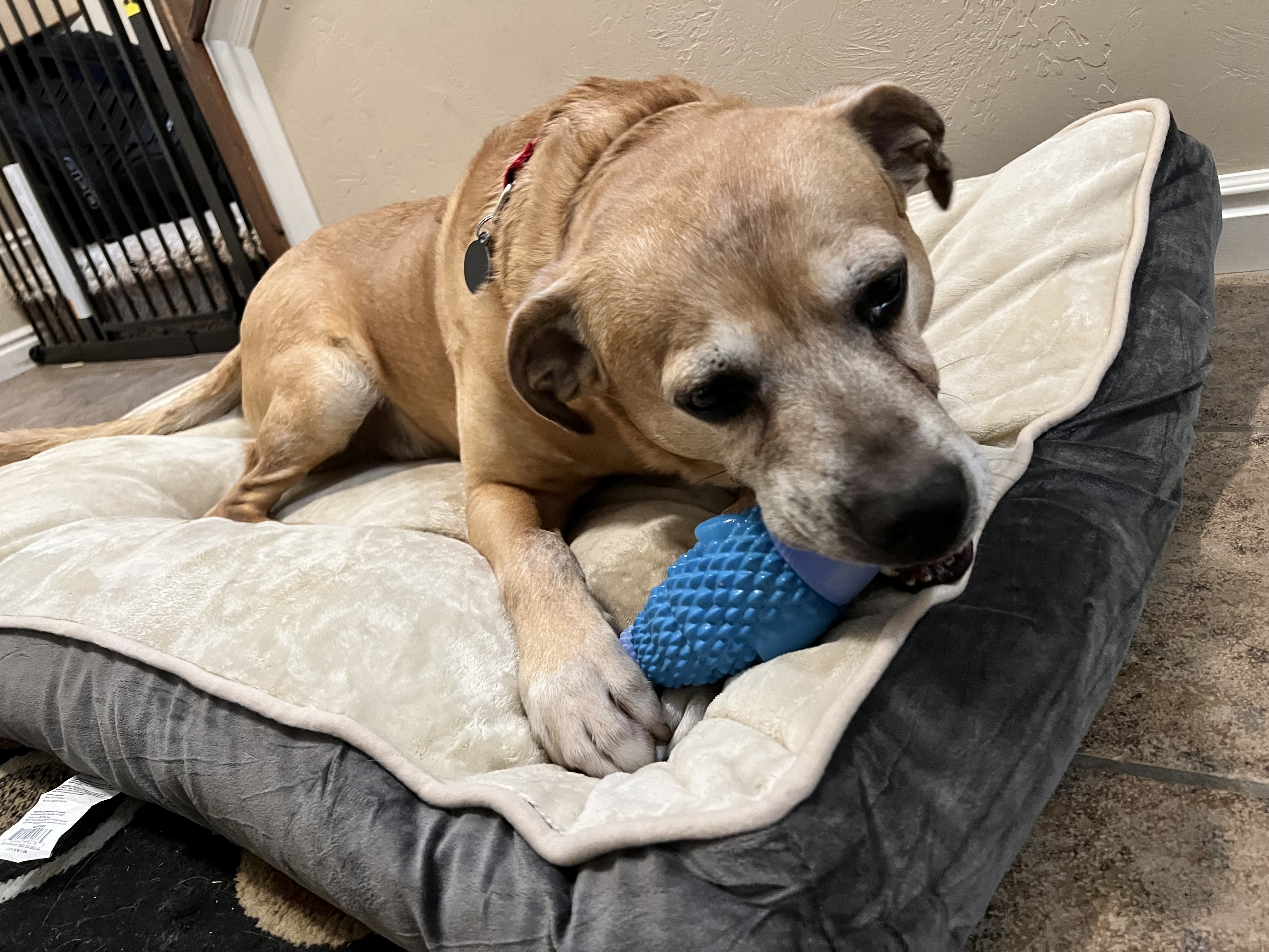 Picture of the Animal Listed