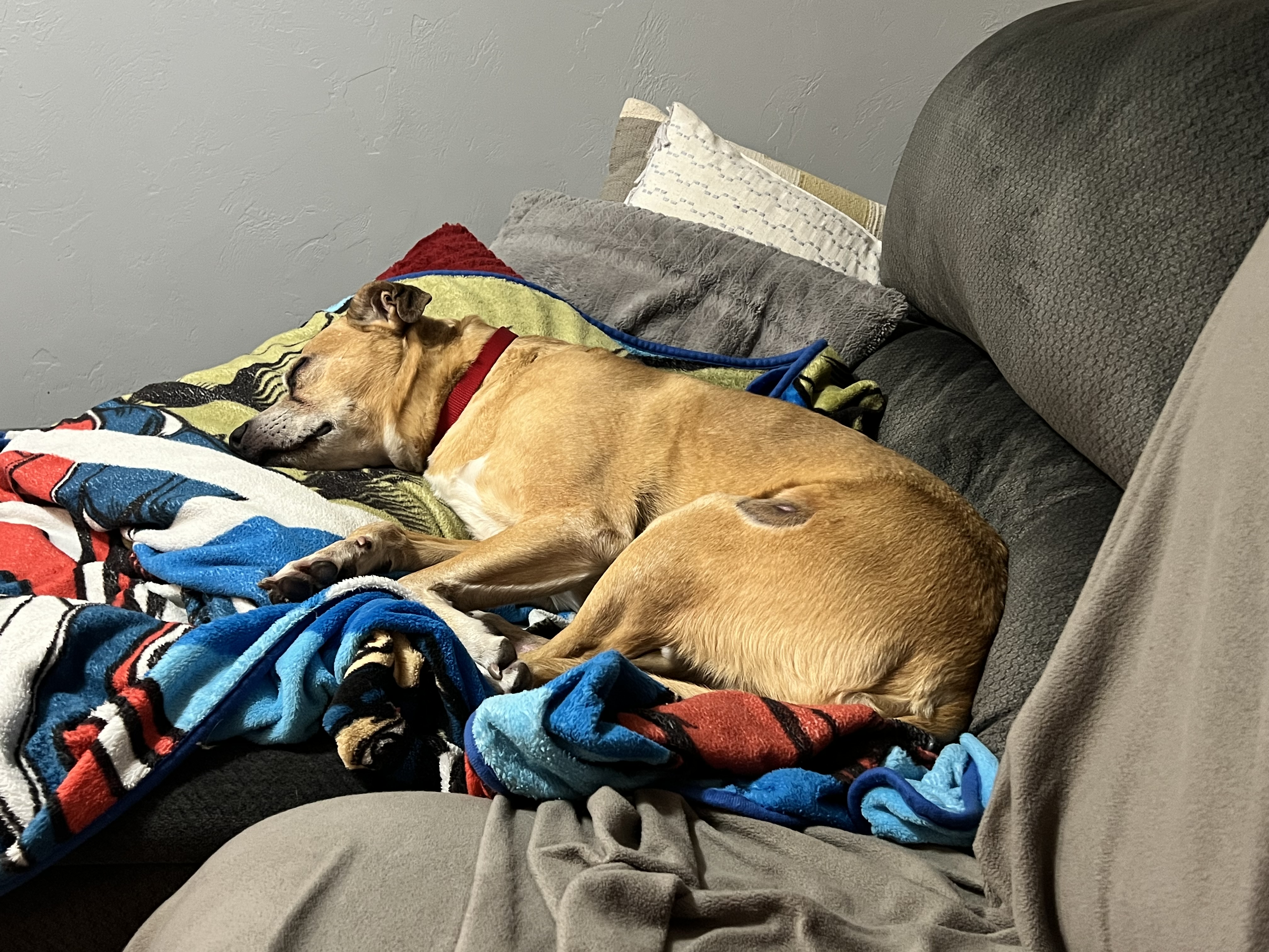 Picture of the Animal Listed