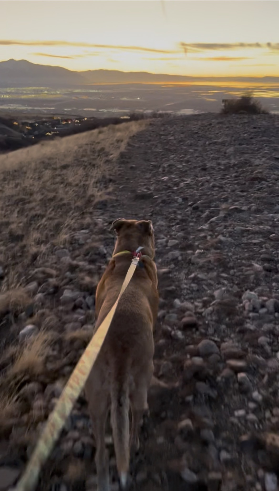 Picture of the Animal Listed