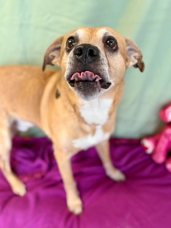 Picture of the Animal Listed