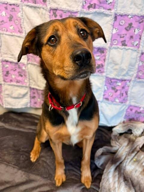 Picture of the Animal Listed