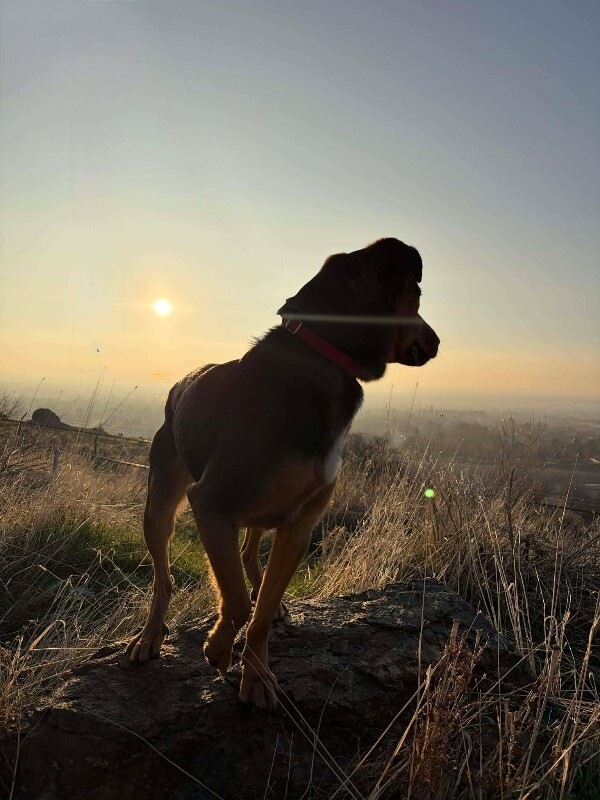 Picture of the Animal Listed