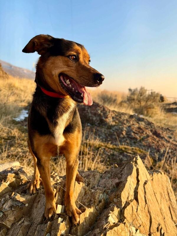 Picture of the Animal Listed