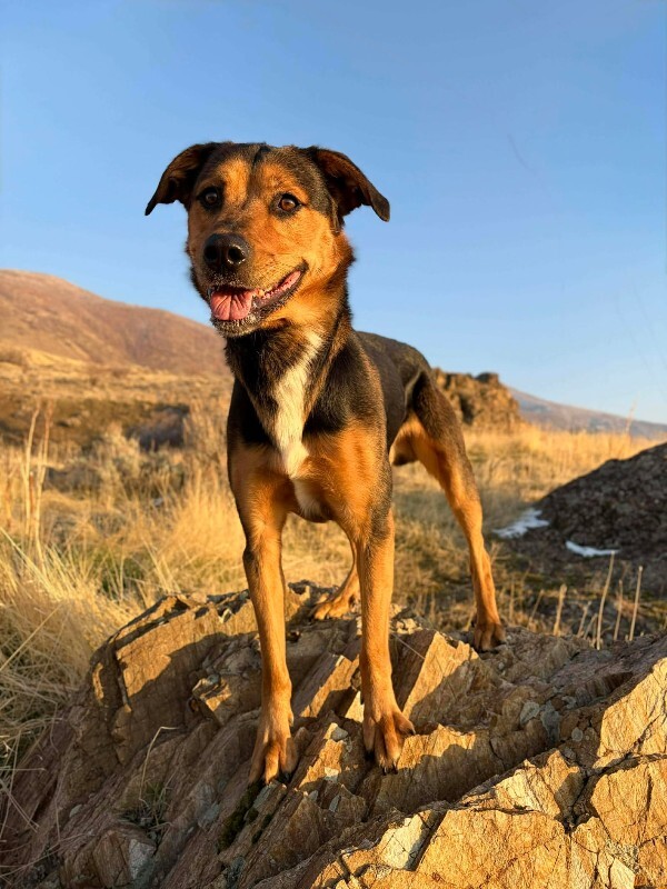 Picture of the Animal Listed