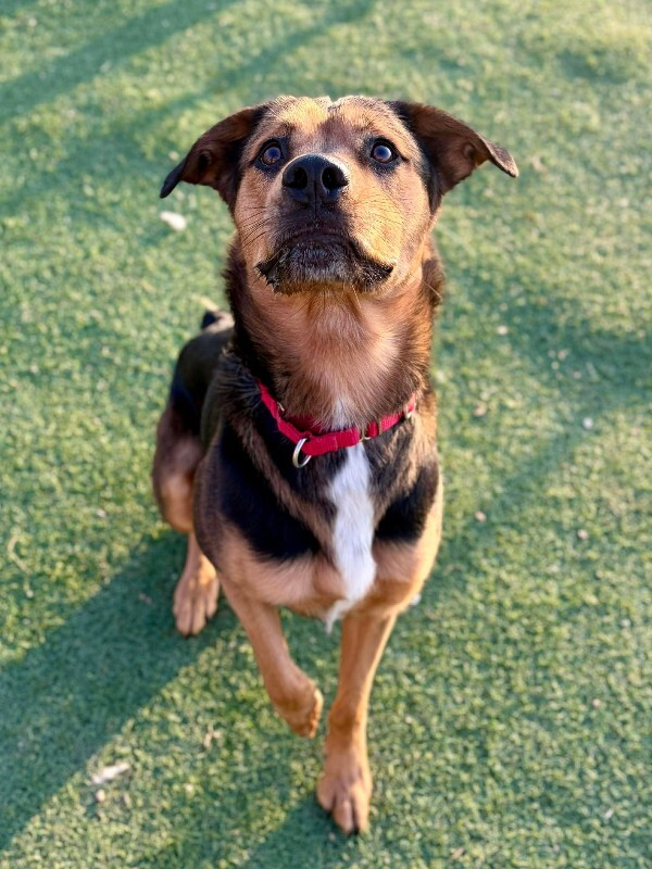 Picture of the Animal Listed