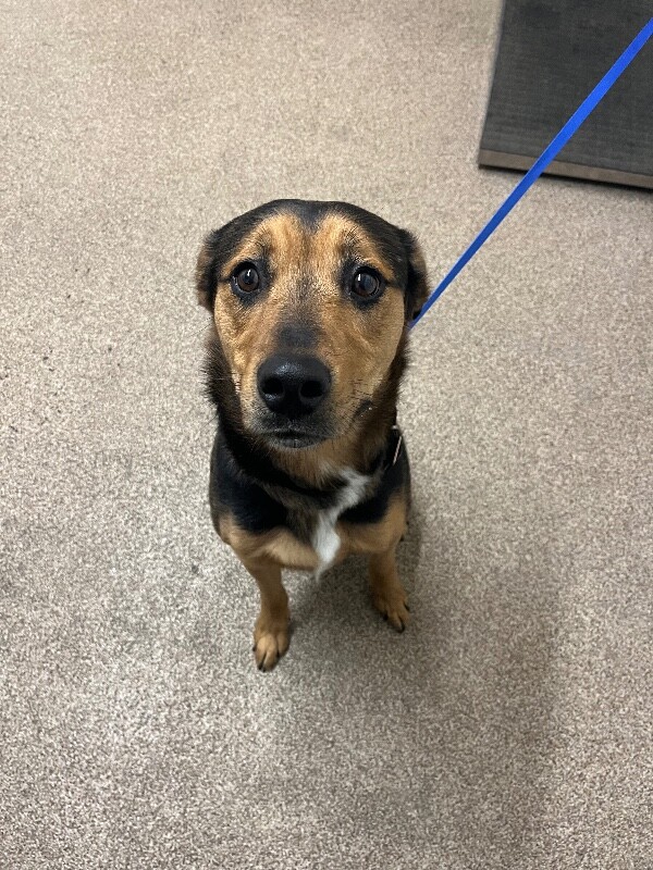 Picture of the Animal Listed