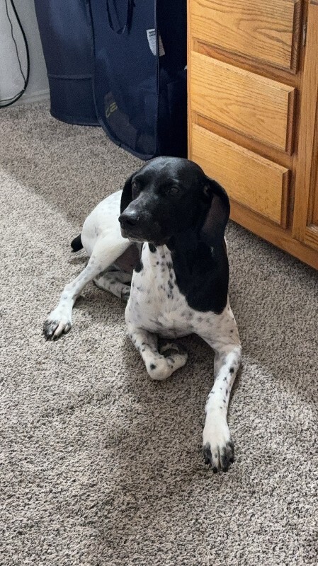 Picture of the Animal Listed