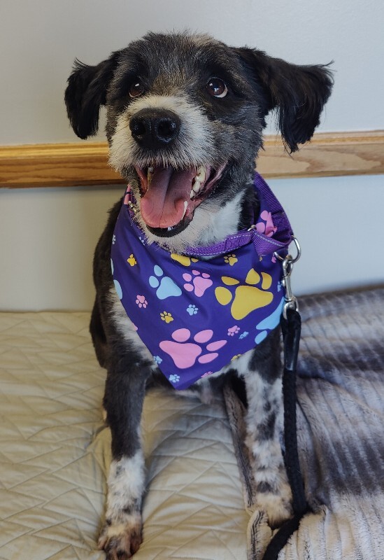 Picture of the Animal Listed