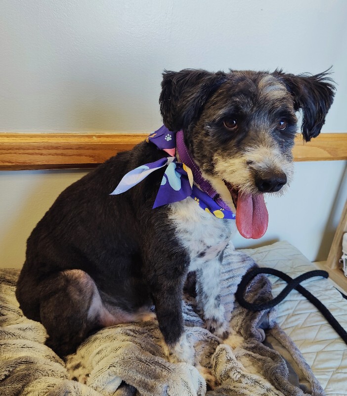 Picture of the Animal Listed