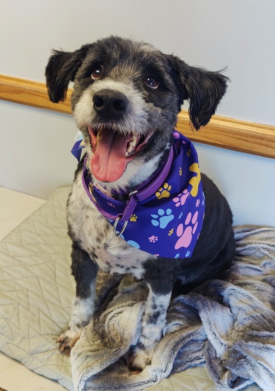 Picture of the Animal Listed