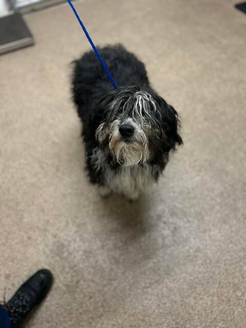 Picture of the Animal Listed