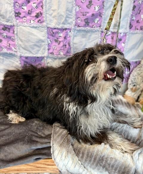 Picture of the Animal Listed