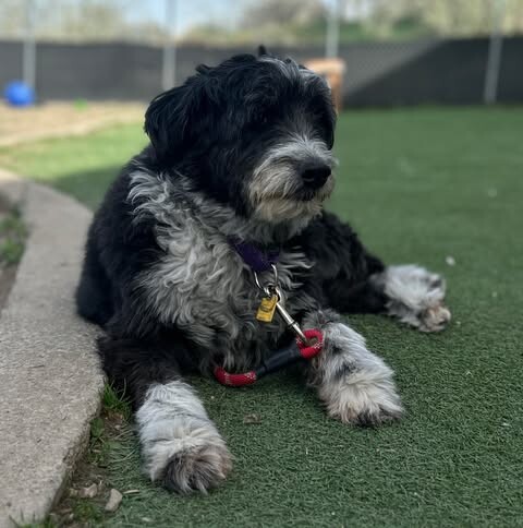 Picture of the Animal Listed