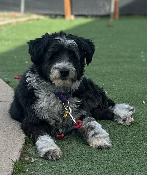 Picture of the Animal Listed