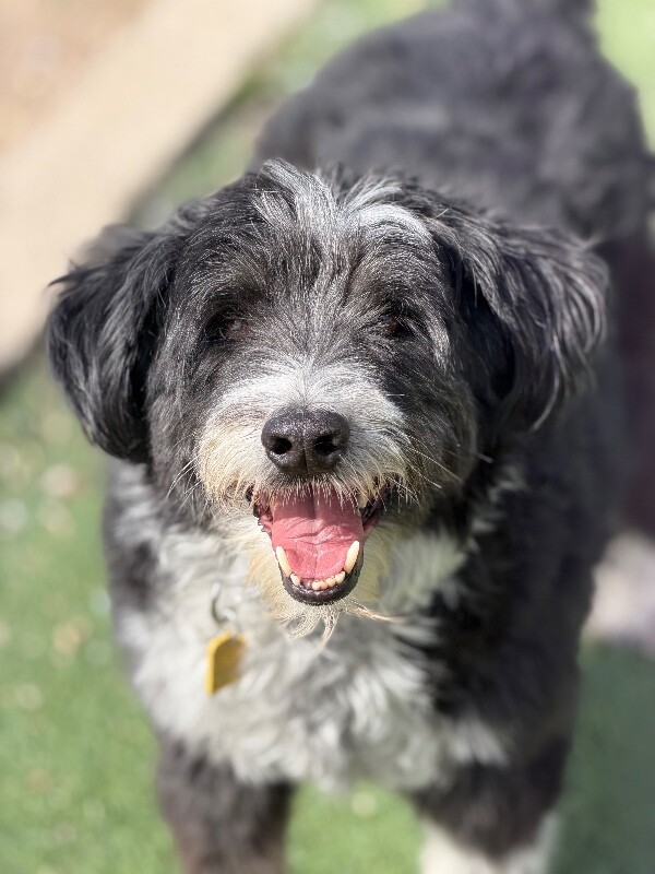 Picture of the Animal Listed