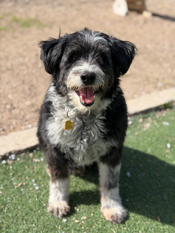 Picture of the Animal Listed