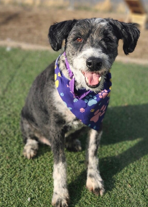 Picture of the Animal Listed