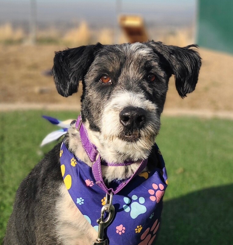 Picture of the Animal Listed