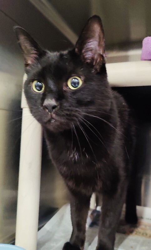 Picture of the Animal Listed