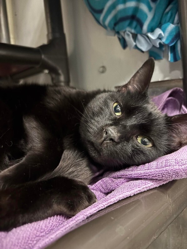 Picture of the Animal Listed