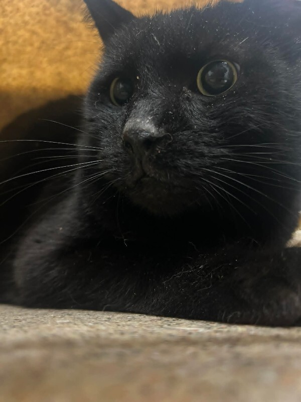 Picture of the Animal Listed