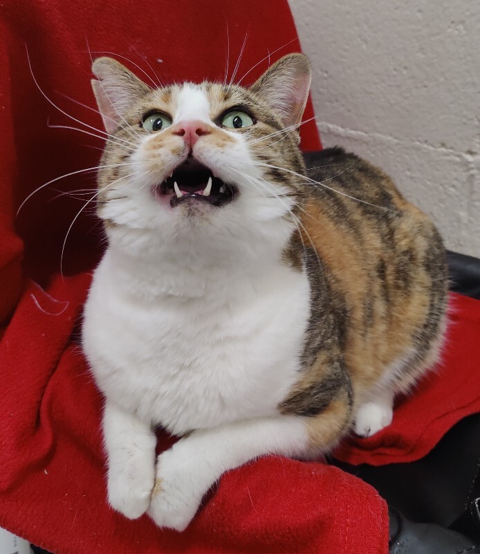 Picture of the Animal Listed