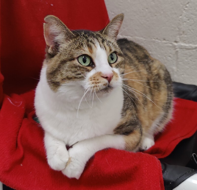 Picture of the Animal Listed