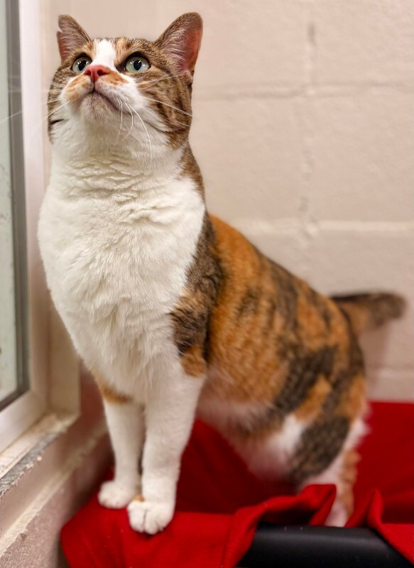 Picture of the Animal Listed