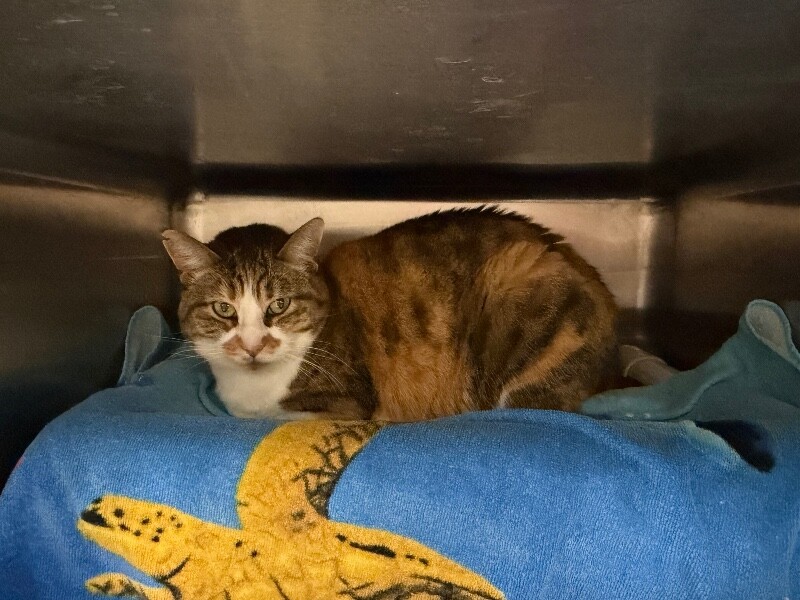 Picture of the Animal Listed