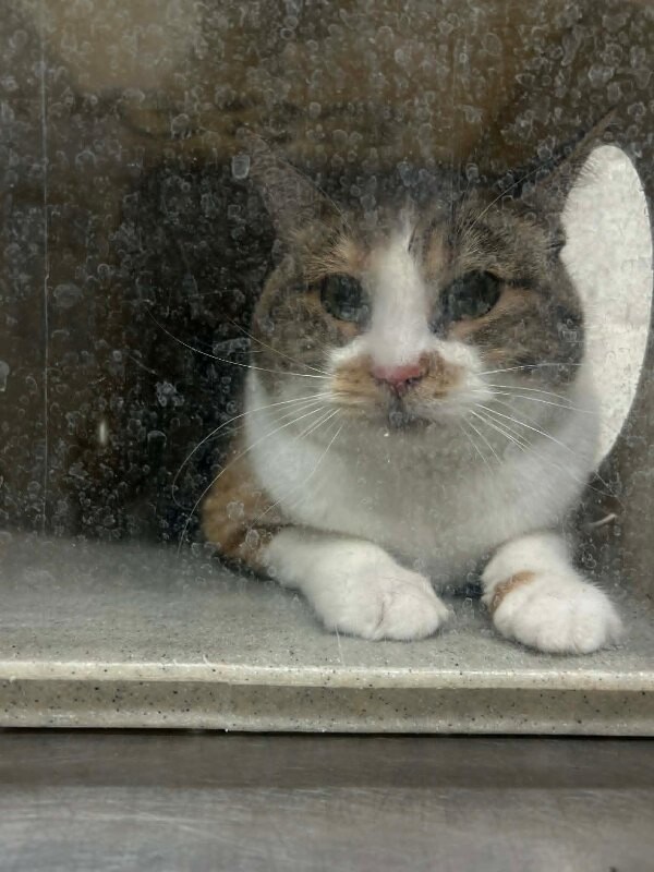 Picture of the Animal Listed