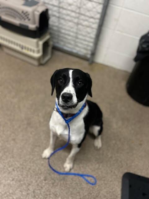 Picture of the Animal Listed