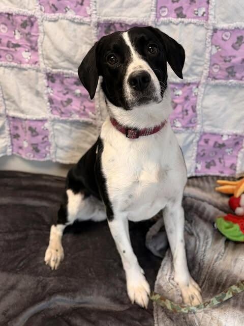 Picture of the Animal Listed